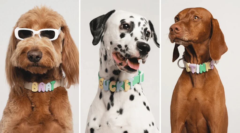 Image de couverture de l'annonce